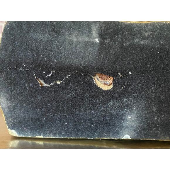 Vintage Brass King Tut Bust Pharaoh Figure 5 In W x 3.75 In D x 6 In H - Picture 7 of 7